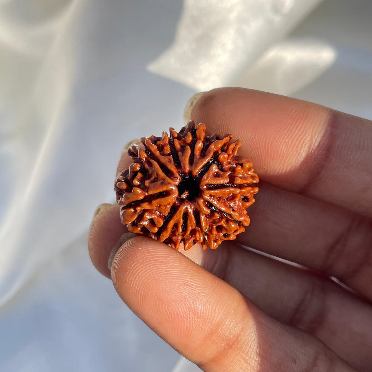 10 Mukhi Nepali Rudraksha