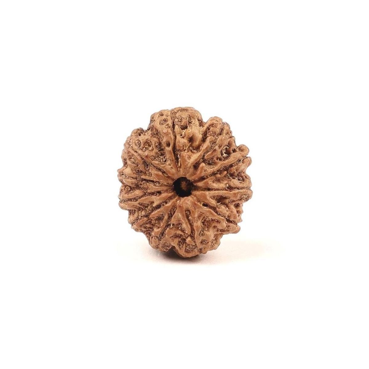 11 Mukhi Rudraksha Nepali