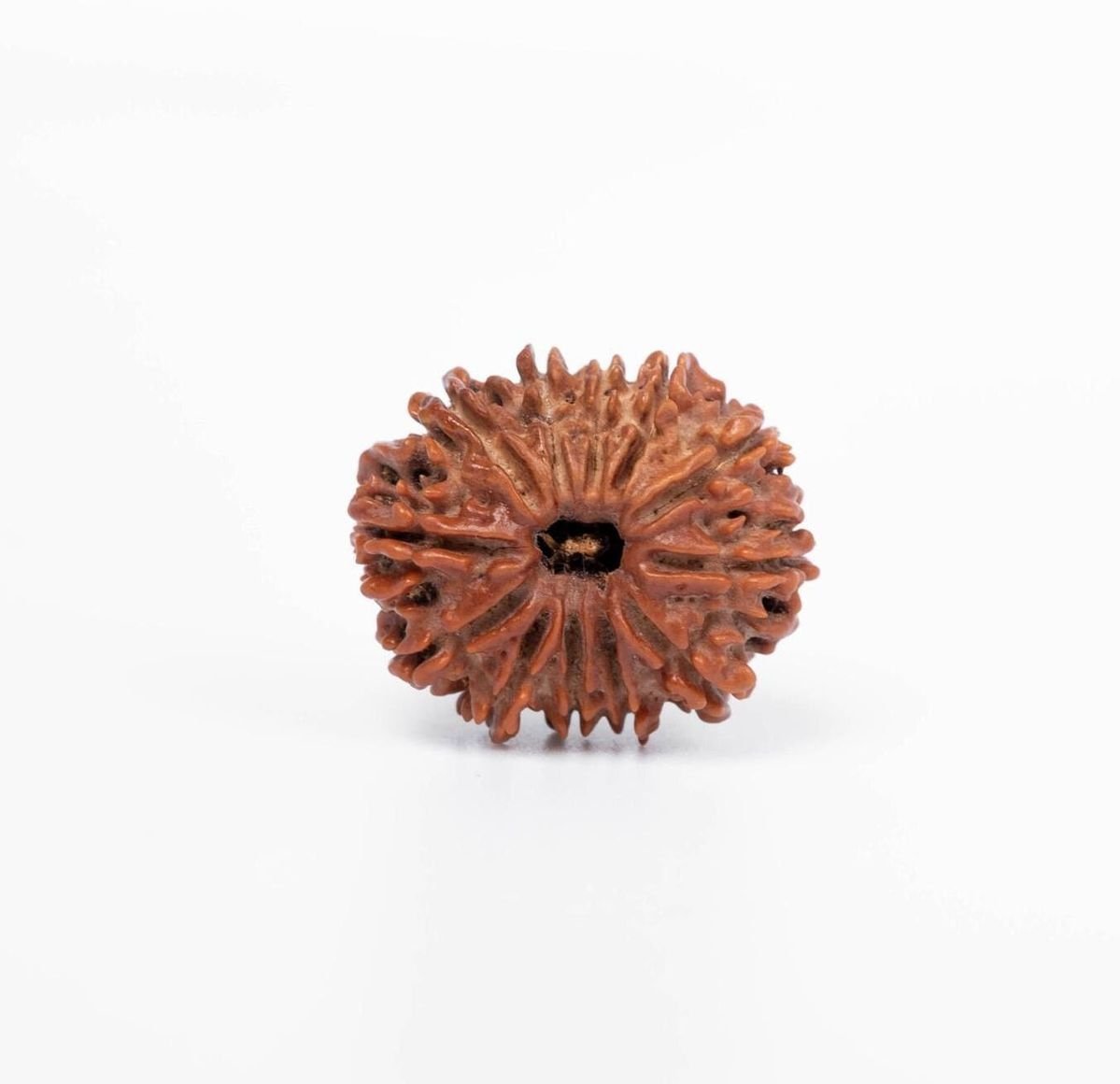 12 Mukhi Rudraksha Nepali