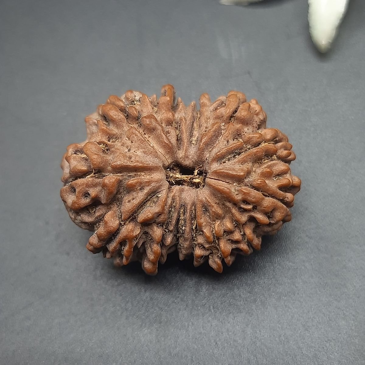 13 Mukhi Nepali Rudraksha