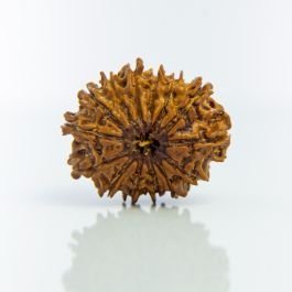 14 Mukhi Nepali Rudraksha