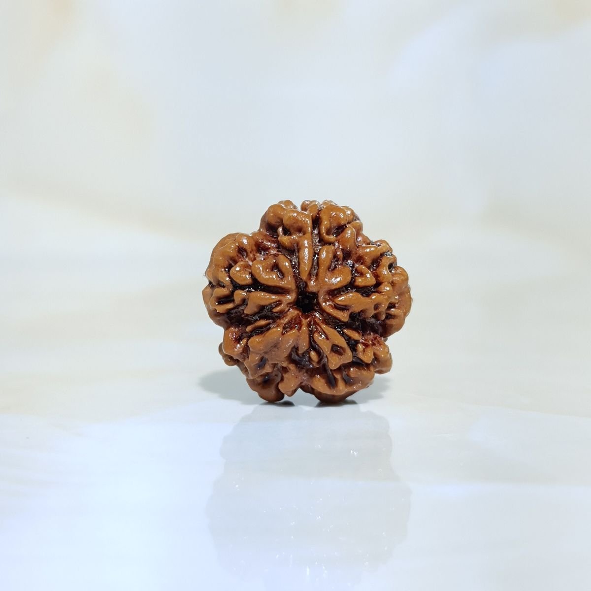 1 Mukhi Kaju Rudraksha