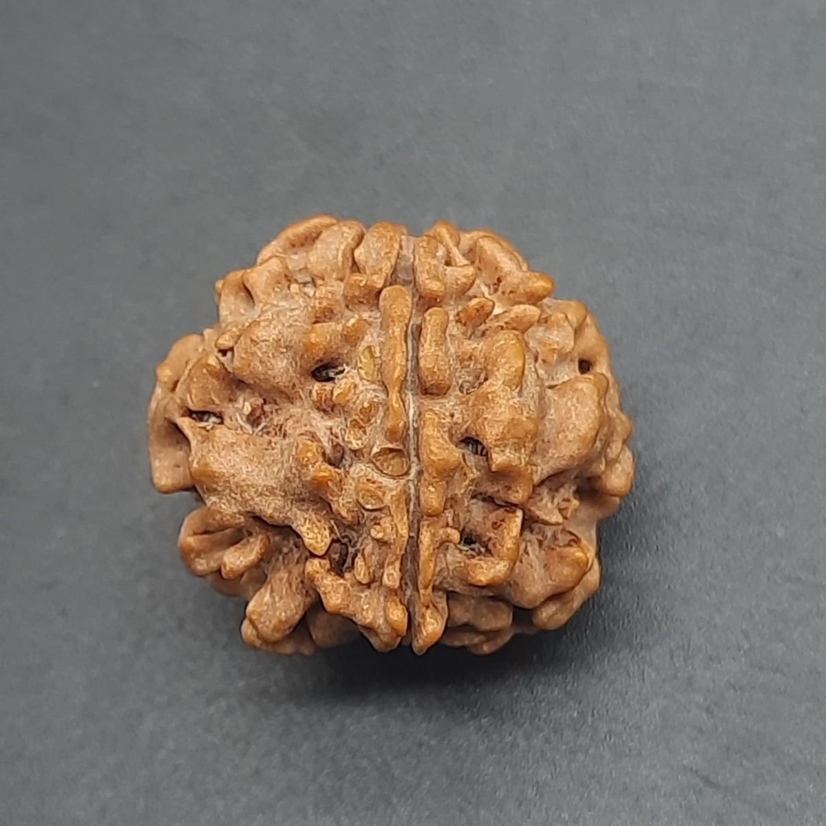 1 Mukhi Rudraksha (Underdeveloped)