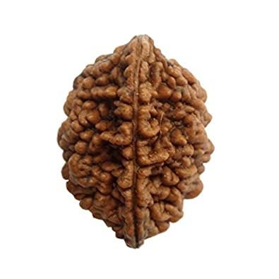2 Mukhi Indian Rudraksha