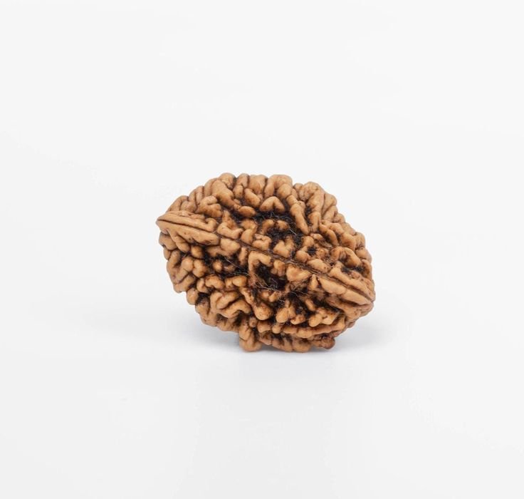 2 Mukhi Rudraksha Nepali
