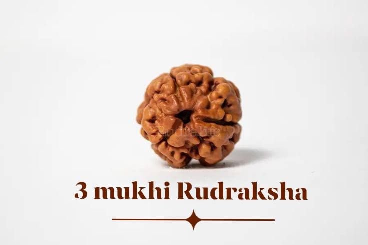 3 Mukhi Indian Rudraksha