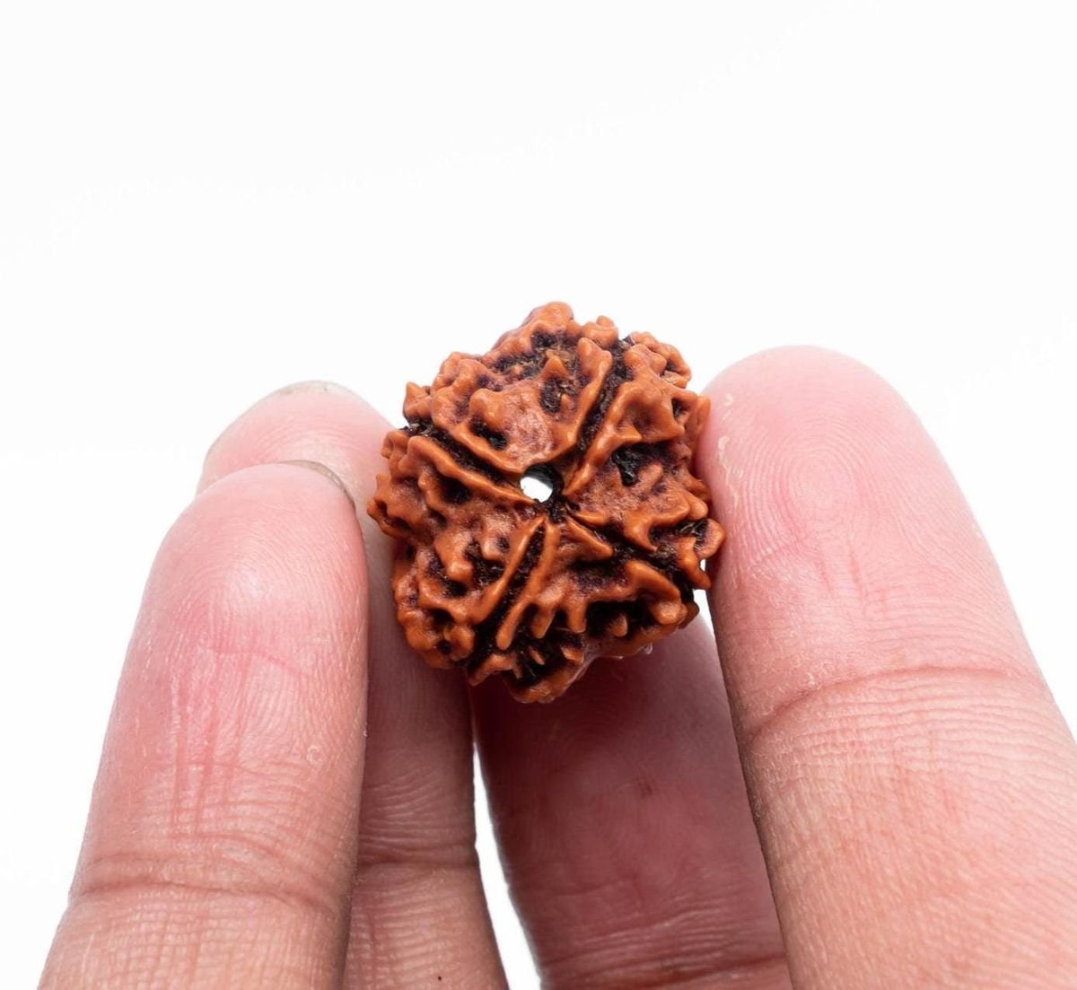 4 Mukhi Nepali Rudraksha