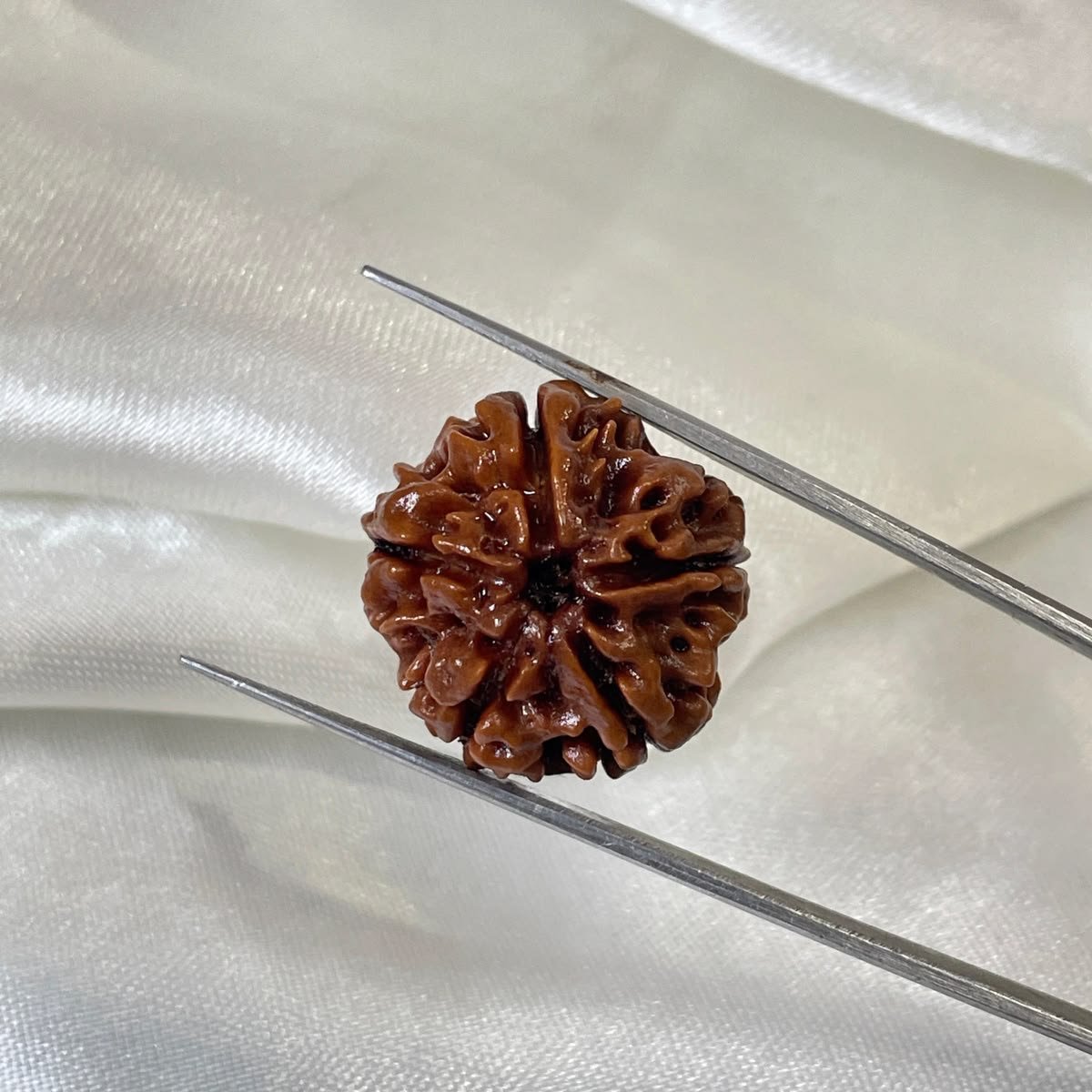 5 Mukhi Nepali Rudraksha