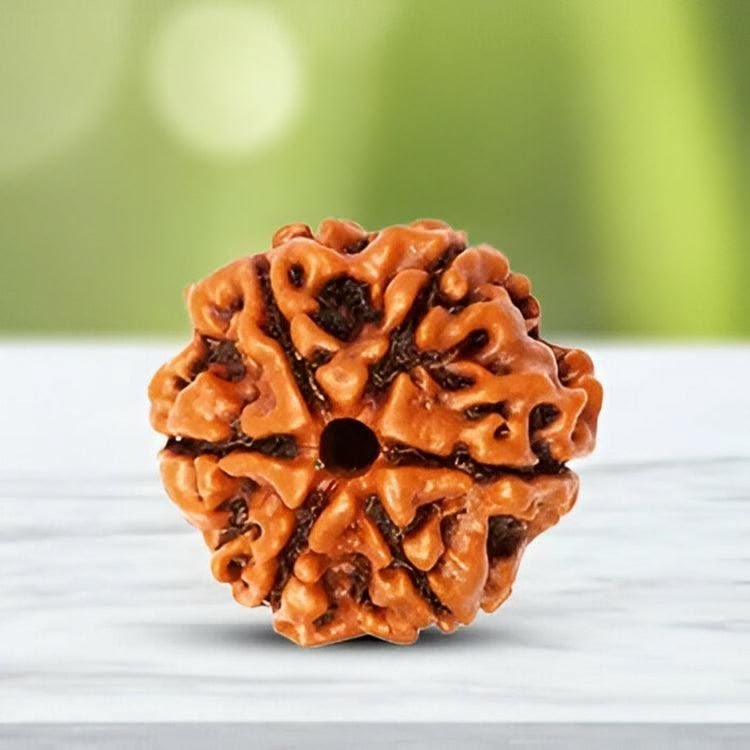 6 Mukhi Nepali Rudraksha