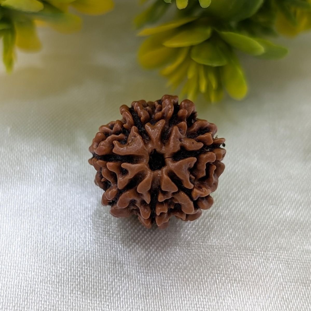 7 Mukhi Nepali Rudraksha