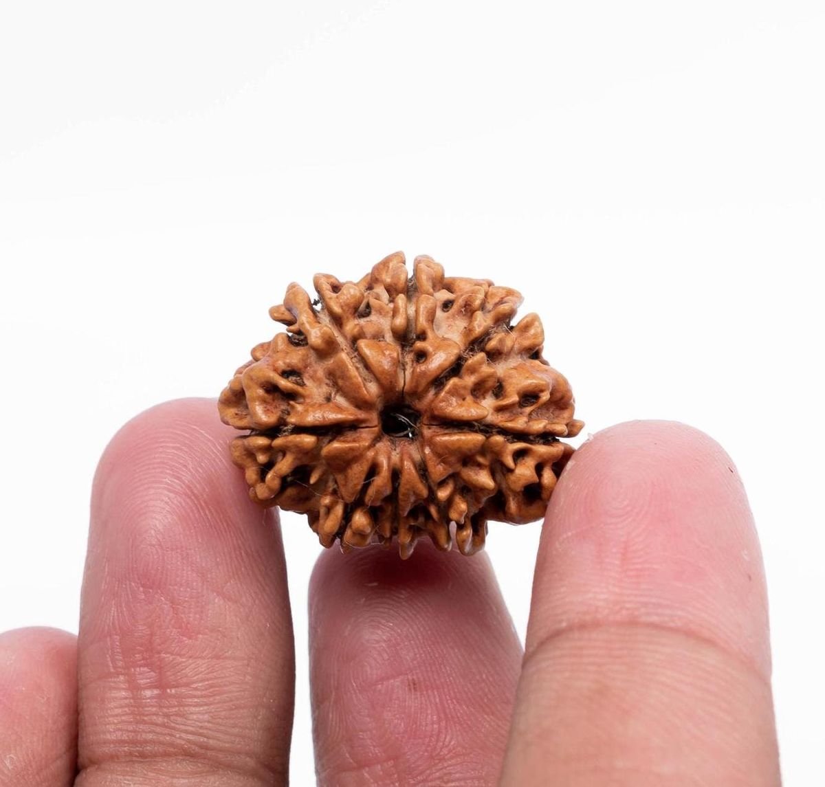 8 Mukhi Nepali Rudraksha