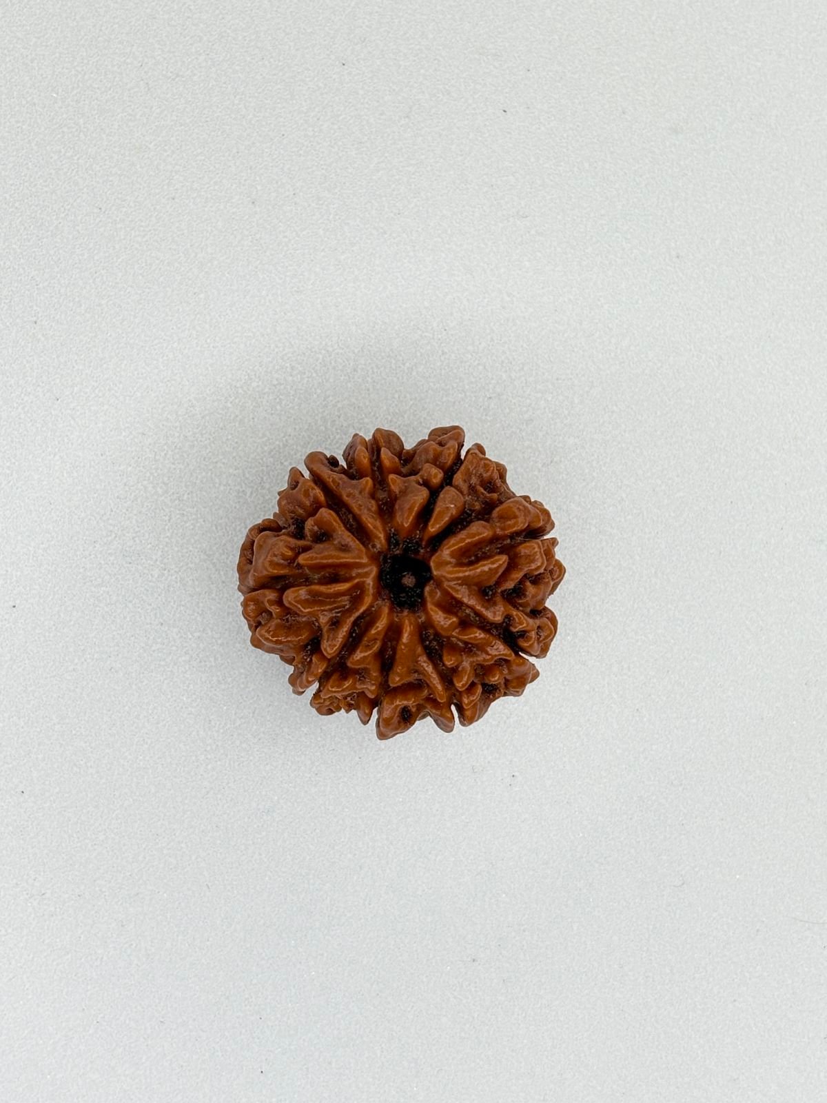9 Mukhi Nepali Rudraksha.