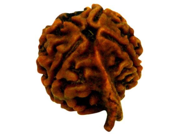 Ganesh Rudraksha