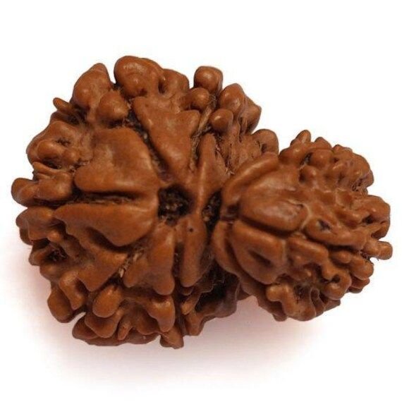 Garbh Gauri Rudraksha
